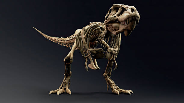 istock Trannosaurus Rex Sue Skeleton render of background. 3d rendering 1692234894