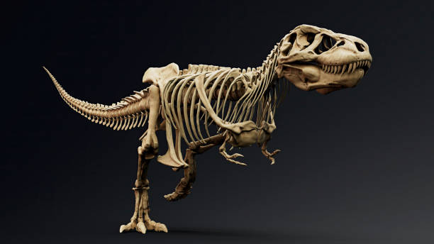 istock Trannosaurus Rex Sue Skeleton render of background. 3d rendering 1692234934