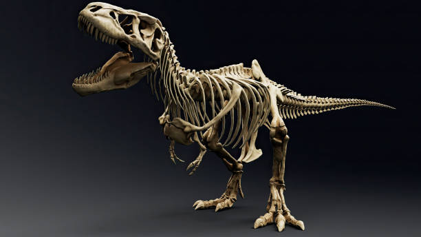istock Trannosaurus Rex Sue Skeleton render of background. 3d rendering 1692234939