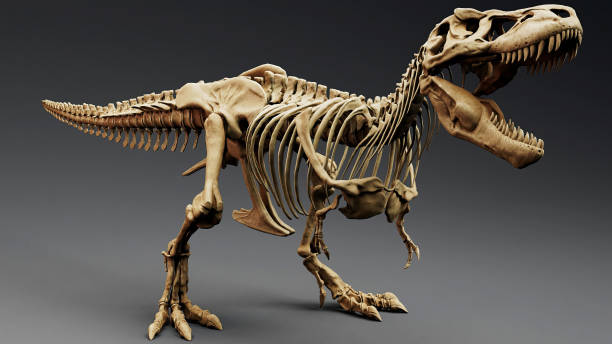 istock Trannosaurus Rex Sue Skeleton render of background. 3d rendering 1692234946