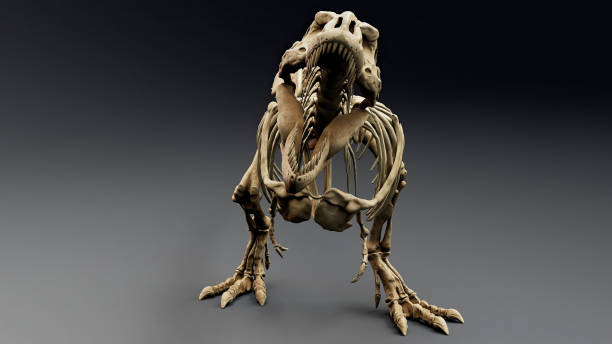 istock Trannosaurus Rex Sue Skeleton render of background. 3d rendering 1692234947