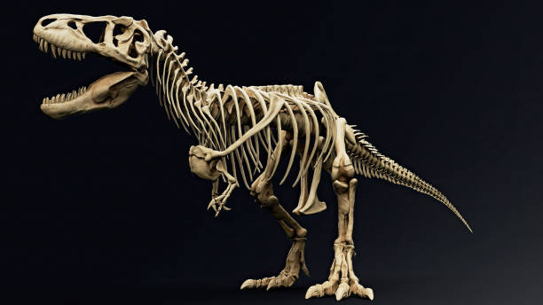 istock Trannosaurus Rex Sue Skeleton render of background. 3d rendering 1692234971
