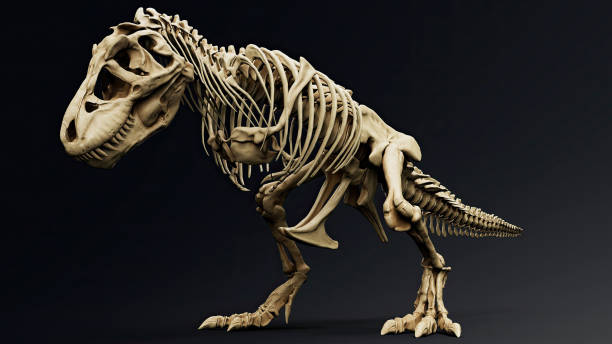 istock Trannosaurus Rex Sue Skeleton render of background. 3d rendering 1692234977