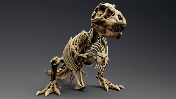 istock Trannosaurus Rex Sue Skeleton render of background. 3d rendering 1692234983