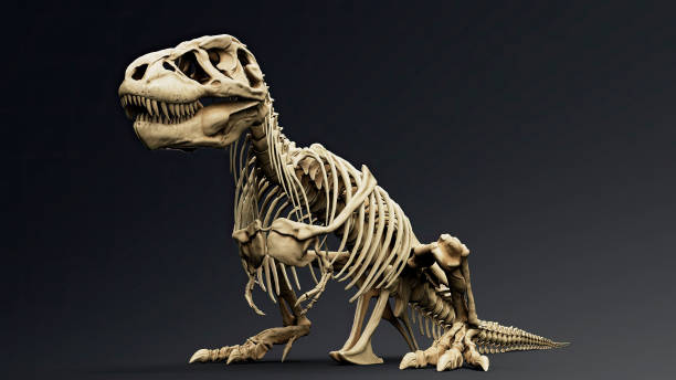 istock Trannosaurus Rex Sue Skeleton render of background. 3d rendering 1692234987
