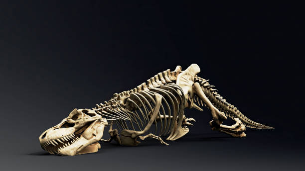 istock Trannosaurus Rex Sue Skeleton render of background. 3d rendering 1692234993