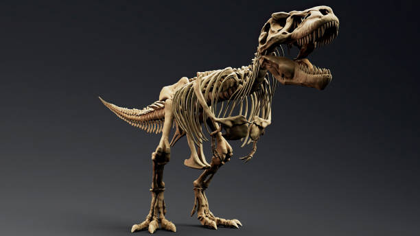 istock Trannosaurus Rex Sue Skeleton render of background. 3d rendering 1692235004