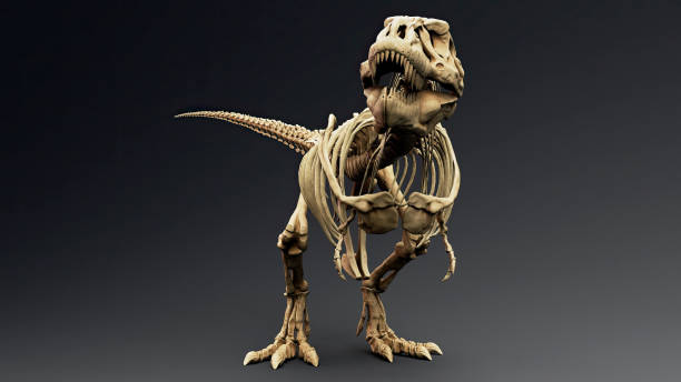 istock Trannosaurus Rex Sue Skeleton render of background. 3d rendering 1692235006