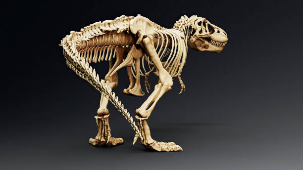 istock Trannosaurus Rex Sue Skeleton render of background. 3d rendering 1692235008