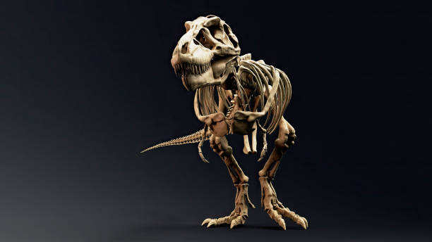 istock Trannosaurus Rex Sue Skeleton render of background. 3d rendering 1692235012