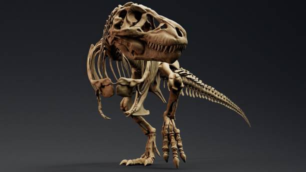 Trannosaurus Rex Sue Skeleton render of background. 3d rendering stock photo