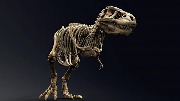 istock Trannosaurus Rex Sue Skeleton render of background. 3d rendering 1692235251