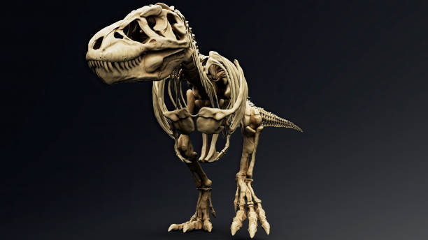 istock Trannosaurus Rex Sue Skeleton render of background. 3d rendering 1692235254