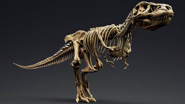 istock Trannosaurus Rex Sue Skeleton render of background. 3d rendering 1692235255