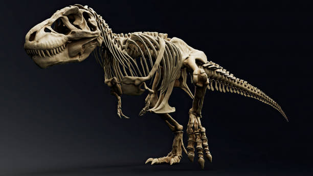 istock Trannosaurus Rex Sue Skeleton render of background. 3d rendering 1692235256