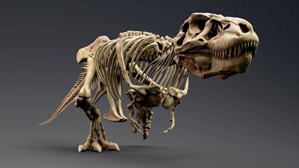 dinosaur skeleton