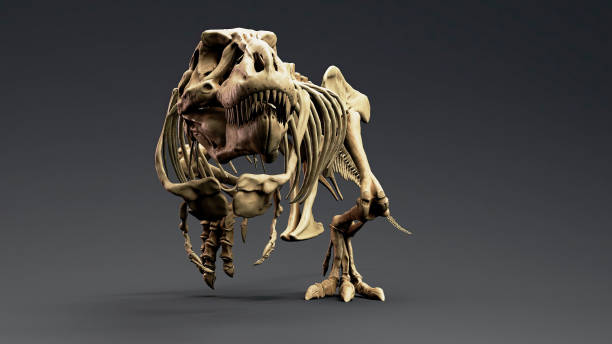 istock Trannosaurus Rex Sue Skeleton render of background. 3d rendering 1692235566