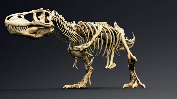 istock Trannosaurus Rex Sue Skeleton render of background. 3d rendering 1692235568