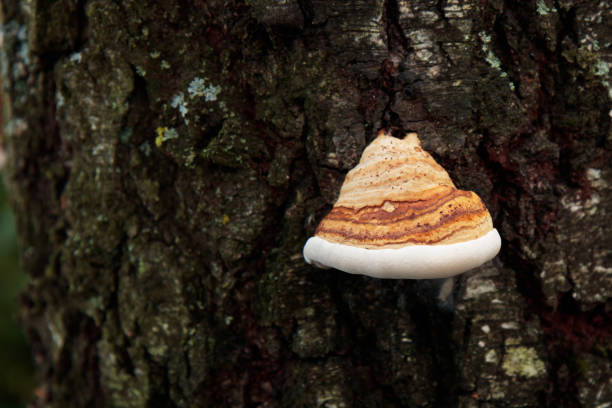 istock Birch bark chaga mushroom in a autumn forest 1692235632