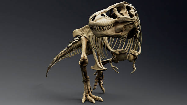 istock Trannosaurus Rex Sue Skeleton render of background. 3d rendering 1692235675