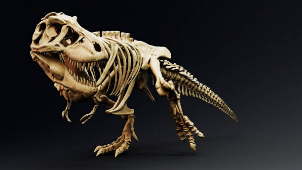 istock Trannosaurus Rex Sue Skeleton render of background. 3d rendering 1692235677