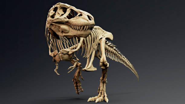 istock Trannosaurus Rex Sue Skeleton render of background. 3d rendering 1692235678