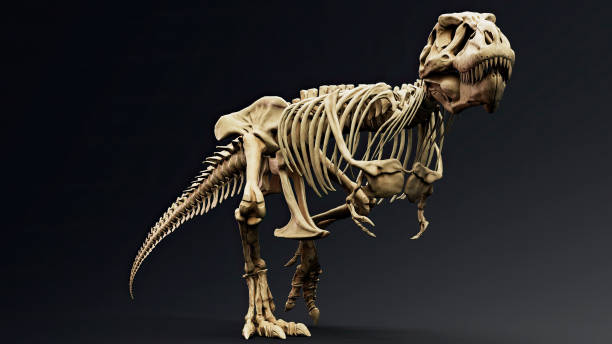 istock Trannosaurus Rex Sue Skeleton render of background. 3d rendering 1692235683