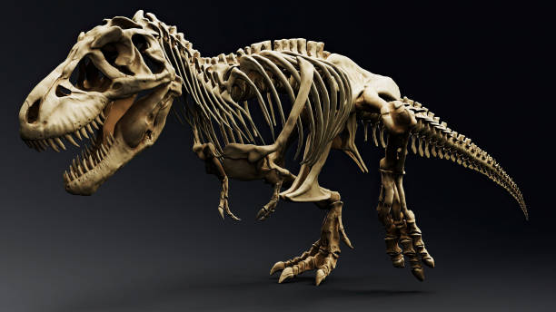 istock Trannosaurus Rex Sue Skeleton render of background. 3d rendering 1692235688