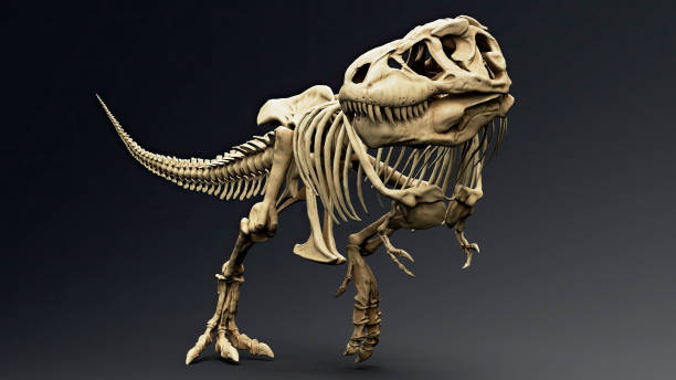 istock Trannosaurus Rex Sue Skeleton render of background. 3d rendering 1692235753