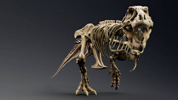 istock Trannosaurus Rex Sue Skeleton render of background. 3d rendering 1692235771