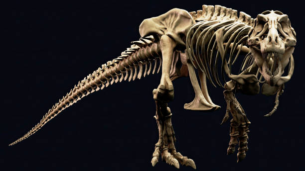 istock Trannosaurus Rex Sue Skeleton render of background. 3d rendering 1692235778