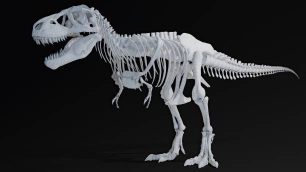 istock Trannosaurus Rex Sue Skeleton render of background. 3d rendering 1692235837