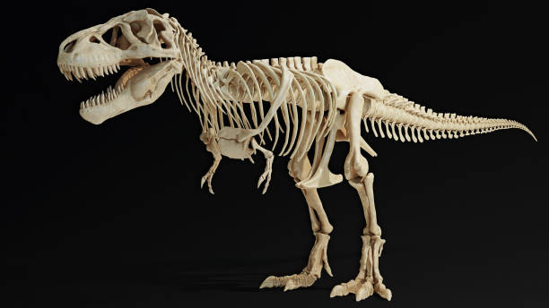 istock Trannosaurus Rex Sue Skeleton render of background. 3d rendering 1692235838