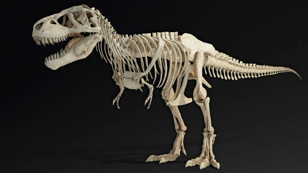 istock Trannosaurus Rex Sue Skeleton render of background. 3d rendering 1692235869