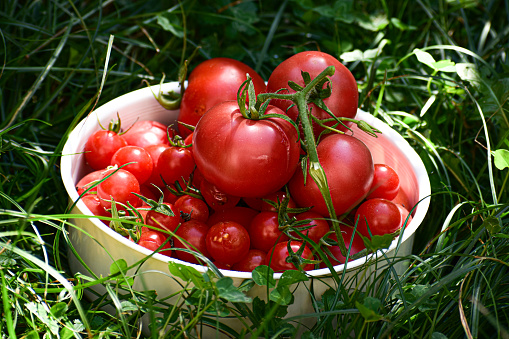 a pile of fresh tomatoes from the harvest in the garden.