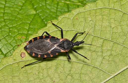 Eastern Bloodsucking Conenose Kissing Bug (Triatoma sanguisuga) on a leaf in Houston, TX with copy space. Dangerous biting insect native to the USA, that carries Chagas disease.