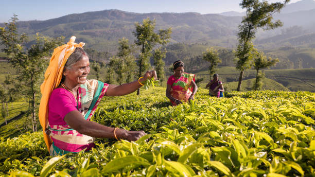 tamil musiker sammeln teeblätter auf plantation, südlichen indien - tea crop picking agriculture women stock-fotos und bilder