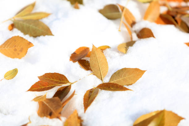 istock Fallen leaves in the snow 1692248615