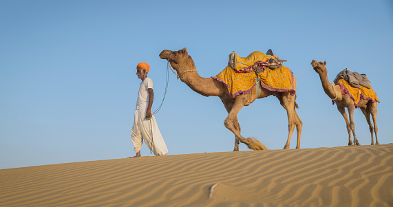 Indian man with camels on sand dunes, Rajasthan, India