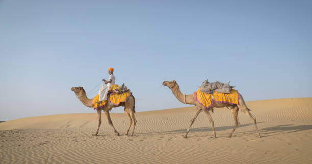 istock Indian man with camels on sand dunes, Rajasthan, India 1692249714
