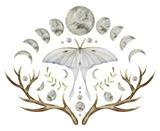 달의 위상을 가진 신비로운 루나 나방. 하얀 날개를 가진 밤 나비의 수채화 그림. 손으로 그린 클립아트는 고립된 배경에 설정되었습니다. 지문을 위한 천상의 마법 작곡 그리기 - 북미긴꼬리산누에나방 stock illustrations