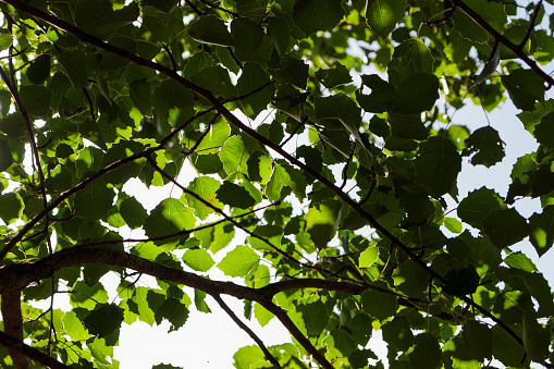 From below shot of green leaves of forest tree on beautiful sunny day-