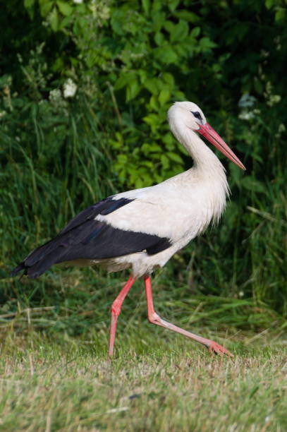 istock Ciconia ciconia aka White Stork is looking for frogs and mouse on the meadow during harvesting time. 1692253932