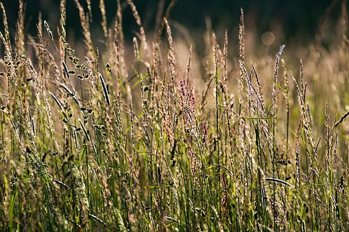 Spring mountain meadow full of many types of grass. Warm and positive mood background photo.