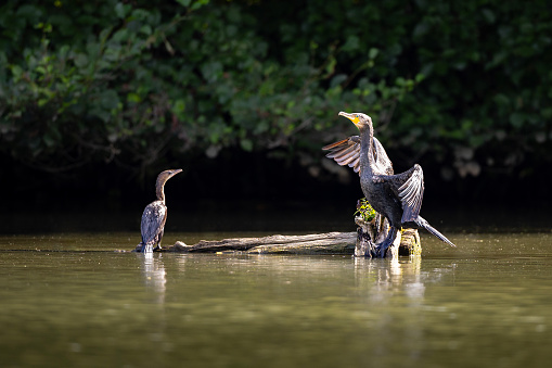 Great Cormorant and His Offspring Drying on a Log in a Lake.