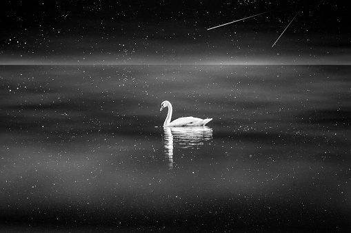 Dreamlike Black and White Image of Swan Swimming on Lake at Night.