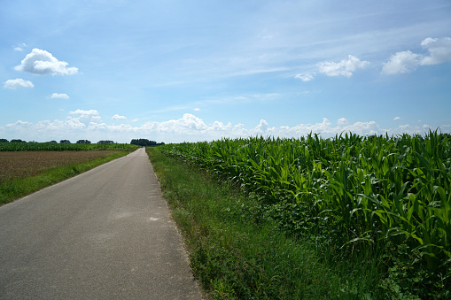 Landscape with grain fields and ripe grain