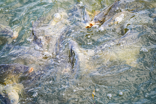 carp fish at feeding in a pond with murky water