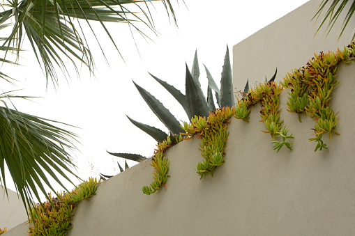 Zakynthos white facade with palm foliage and overhanging crassula.