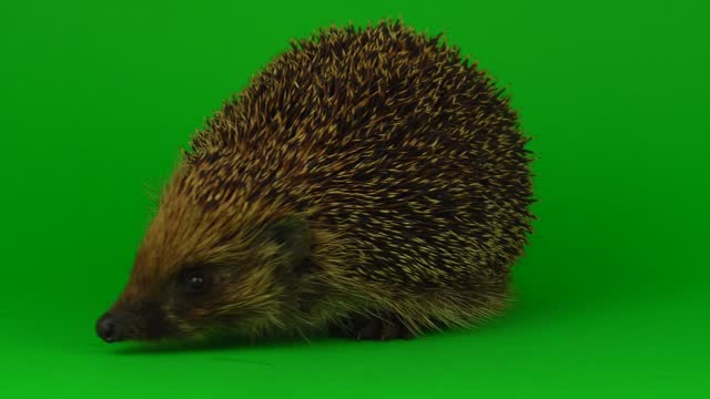hedgehog isolated on green background 4K scratchy screen